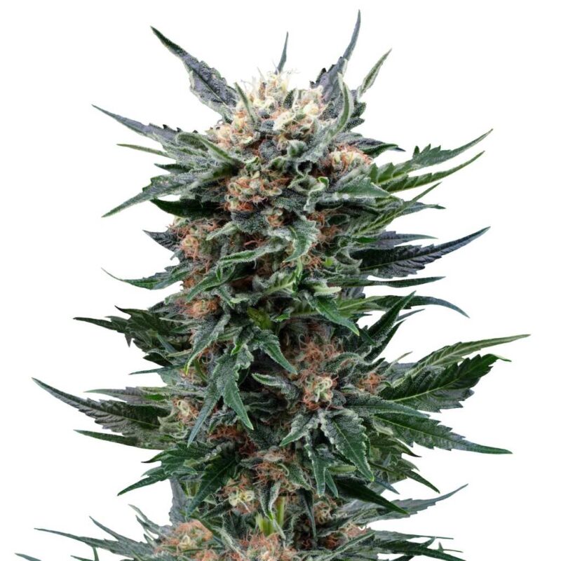 seed shop royal gorilla feminisierte cannabissamen royal queen seeds.jpg