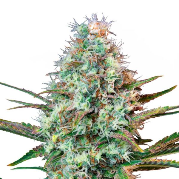 seed shop royal runtz feminisierte cannabissamen royal queen seeds.jpg