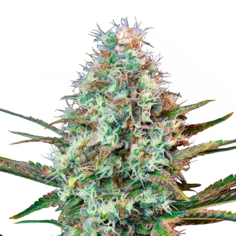 seed shop royal runtz feminisierte cannabissamen royal queen seeds.jpg