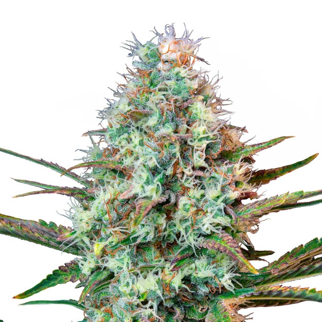 seed shop royal runtz feminisierte cannabissamen royal queen seeds.jpg