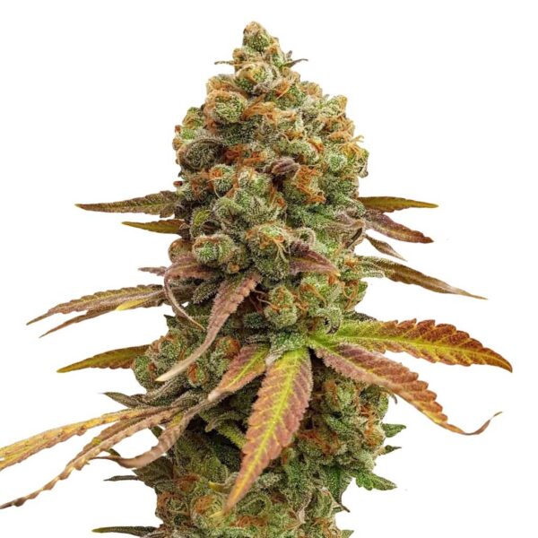 seed shop special queen 1 feminisierte cannabissamen royal queen seeds 3.jpg