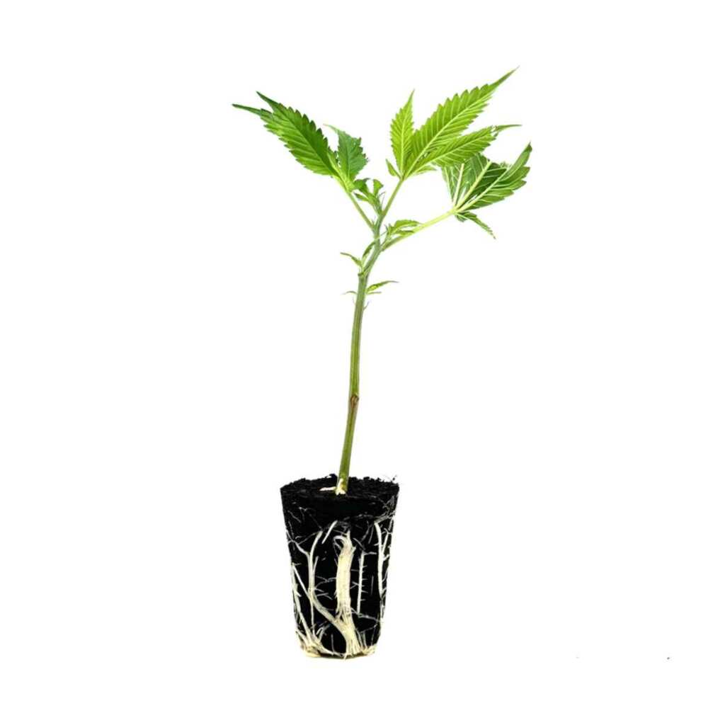 seed shop wappa hanfsteckling 1 stueck.jpg