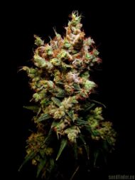 skywalker