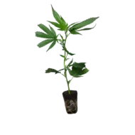 super lemon haze green house seed