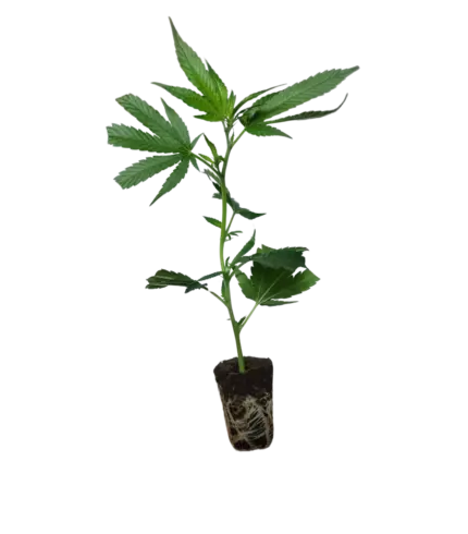 london mint cake t.h. seeds