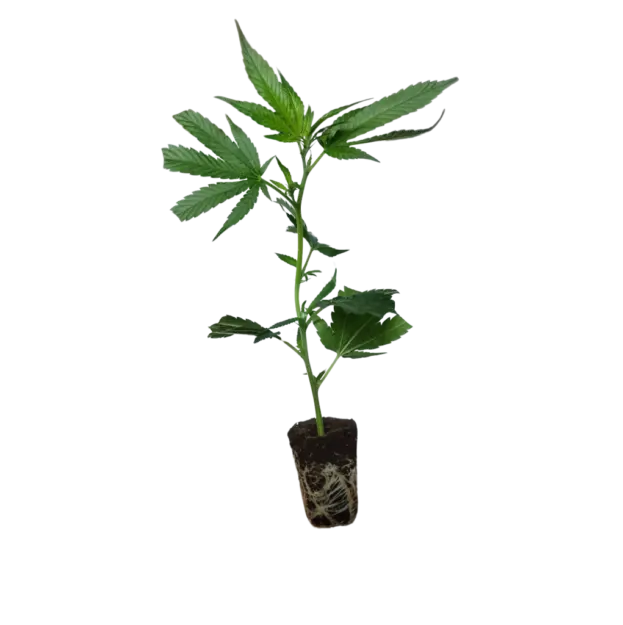 london mint cake t.h. seeds