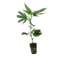 london mint cake t.h. seeds