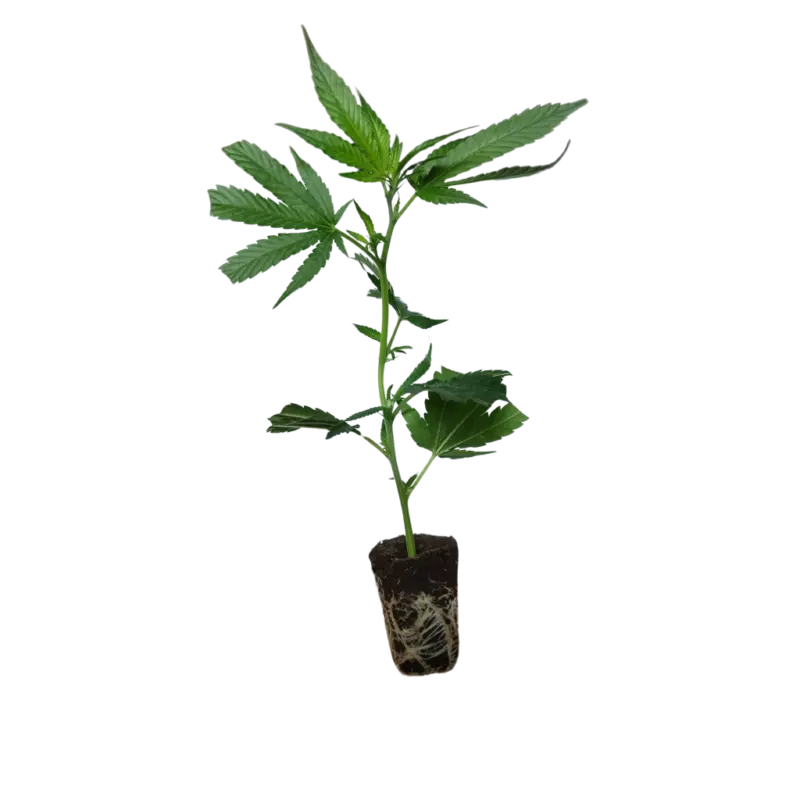 london mint cake t.h. seeds