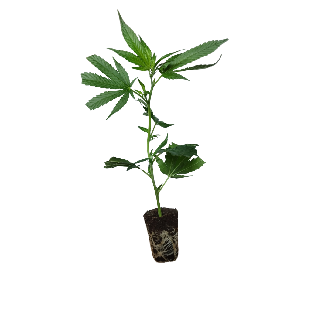 london mint cake t.h. seeds