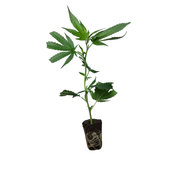 super lemon haze green house seed
