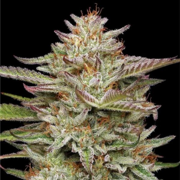 humboldt seed company | banana og