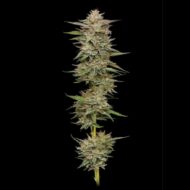 humboldt seed company | banana og