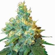 jack herer regular | reguläre cannabissamen | sensi seeds